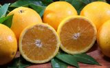 Queda na produção de laranja no cinturão citrícola de São Paulo e Triângulo Mineiro/Sudoeste de Minas Gerais