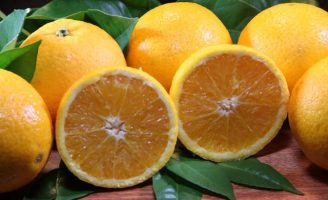 Queda na produção de laranja no cinturão citrícola de São Paulo e Triângulo Mineiro/Sudoeste de Minas Gerais
