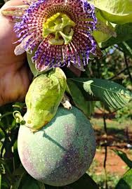 Nova semente de maracujá silvestre mais produtiva
