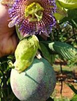 Nova semente de maracujá silvestre mais produtiva