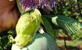 Nova semente de maracujá silvestre mais produtiva