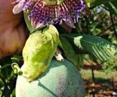 Nova semente de maracujá silvestre mais produtiva