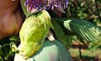 Nova semente de maracujá silvestre mais produtiva
