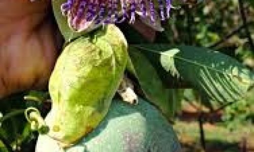 Nova semente de maracujá silvestre mais produtiva