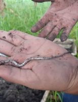 Práticas sustentáveis do campo provocam o surgimento de duas novas espécies de minhocas