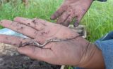 Práticas sustentáveis do campo provocam o surgimento de duas novas espécies de minhocas