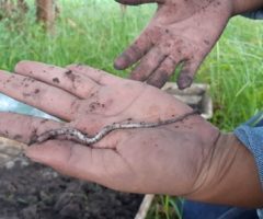 Práticas sustentáveis do campo provocam o surgimento de duas novas espécies de minhocas