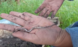 Práticas sustentáveis do campo provocam o surgimento de duas novas espécies de minhocas