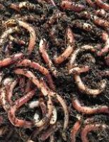 A importância das minhocas para a Fertilidade do solo