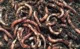 A importância das minhocas para a Fertilidade do solo