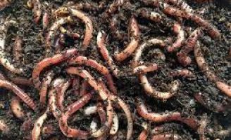 A importância das minhocas para a Fertilidade do solo