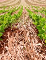 Soja mais resistente e mais produtiva para o cerrado brasileiro