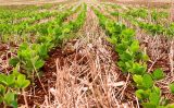 Soja mais resistente e mais produtiva para o cerrado brasileiro