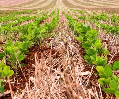Soja mais resistente e mais produtiva para o cerrado brasileiro