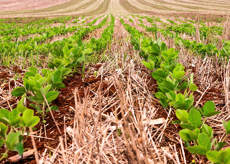 Soja mais resistente e mais produtiva para o cerrado brasileiro