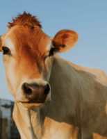 Um novo equipamento oferece mais rastreabilidade e segurança para o rebanho no campo