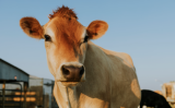 Um novo equipamento oferece mais rastreabilidade e segurança para o rebanho no campo