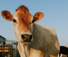 Um novo equipamento oferece mais rastreabilidade e segurança para o rebanho no campo