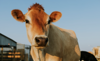 Um novo equipamento oferece mais rastreabilidade e segurança para o rebanho no campo