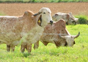 Saíram os novos Sumários do Gir Leiteiro e Girolando do Brasil