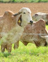 Saíram os novos Sumários do Gir Leiteiro e Girolando do Brasil