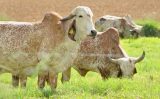 Saíram os novos Sumários do Gir Leiteiro e Girolando do Brasil