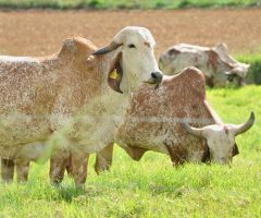 Saíram os novos Sumários do Gir Leiteiro e Girolando do Brasil