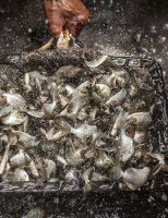 Em criatórios de peixes as doenças podem ser transmitidas entre os viveiros