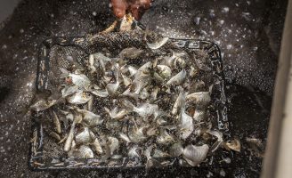 Em criatórios de peixes as doenças podem ser transmitidas entre os viveiros