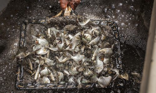 Em criatórios de peixes as doenças podem ser transmitidas entre os viveiros