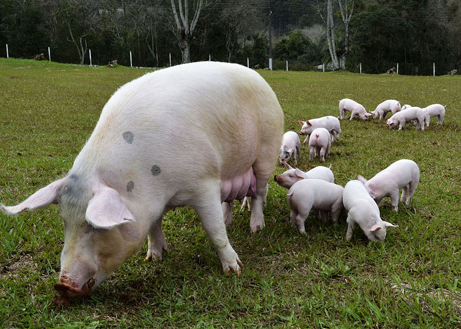 Produtores de suínos estão aumentando a oferta de aditivos energéticos na alimentação dos porcos