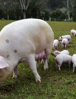 Produtores de suínos estão aumentando a oferta de aditivos energéticos na alimentação dos porcos
