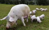 Produtores de suínos estão aumentando a oferta de aditivos energéticos na alimentação dos porcos