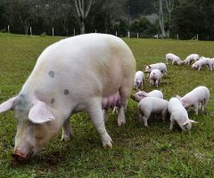 Produtores de suínos estão aumentando a oferta de aditivos energéticos na alimentação dos porcos