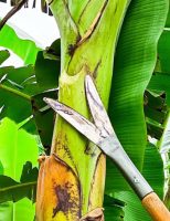 Experiência de um agricultor e a técnica científica se uniram para criar uma ferramenta especial para a bananicultura