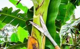 Experiência de um agricultor e a técnica científica se uniram para criar uma ferramenta especial para a bananicultura
