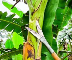 Experiência de um agricultor e a técnica científica se uniram para criar uma ferramenta especial para a bananicultura