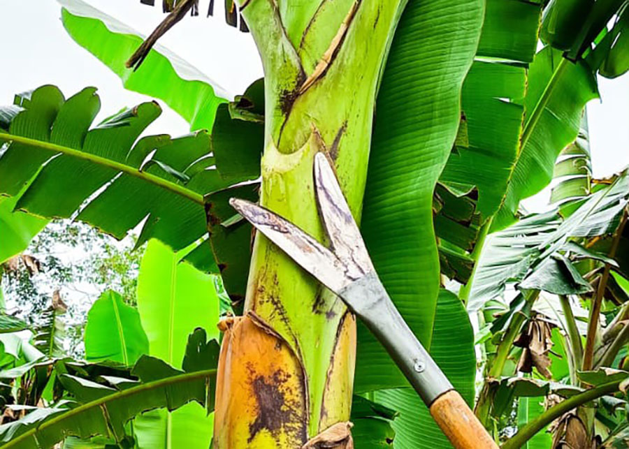 Experiência de um agricultor e a técnica científica se uniram para criar uma ferramenta especial para a bananicultura