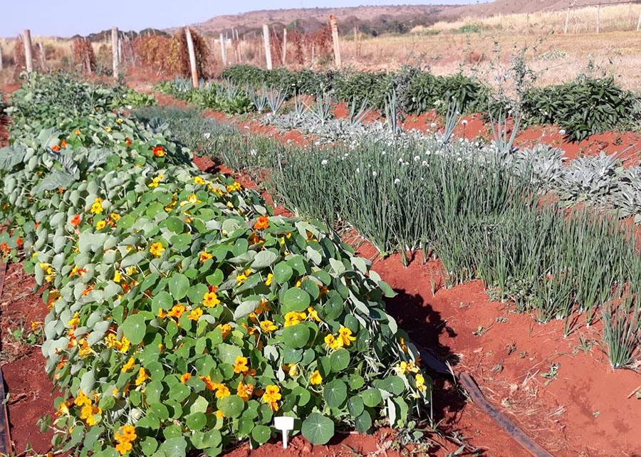Você sabe o que são Pancs? São as plantas alimentícias não convencionais
