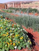 Você sabe o que são Pancs? São as plantas alimentícias não convencionais