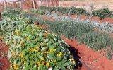 Você sabe o que são Pancs? São as plantas alimentícias não convencionais