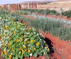 Você sabe o que são Pancs? São as plantas alimentícias não convencionais
