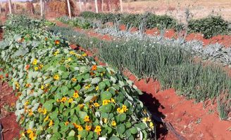 Você sabe o que são Pancs? São as plantas alimentícias não convencionais