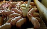 Suinocultores oferecem energéticos aos porcos buscando mais produtividade