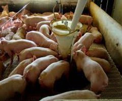 Suinocultores oferecem energéticos aos porcos buscando mais produtividade