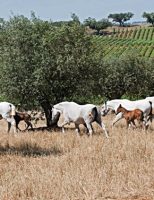 Curiosidades sobre a origem e as tradições do Cavalo Puro-Sangue Lusitano