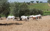 Curiosidades sobre a origem e as tradições do Cavalo Puro-Sangue Lusitano