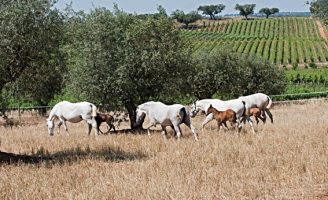 Curiosidades sobre a origem e as tradições do Cavalo Puro-Sangue Lusitano