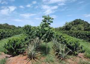 Novas técnicas de consórcio possibilitam plantar baru, café e culturas de ciclo rápido como abacaxi, feijão e mandioca