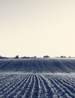 IA vai ajudar as Cooperativas do agro na gestão jurídica e contábil garantindo economia nos gastos